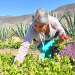 <strong>Gestión comunitaria del agua en Oaxaca: la</strong><br><strong>por el acceso hídricolucha de Asunción</strong>